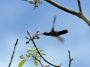 Day03 - 32 * Glittering-bellied Emerald Hummingbird